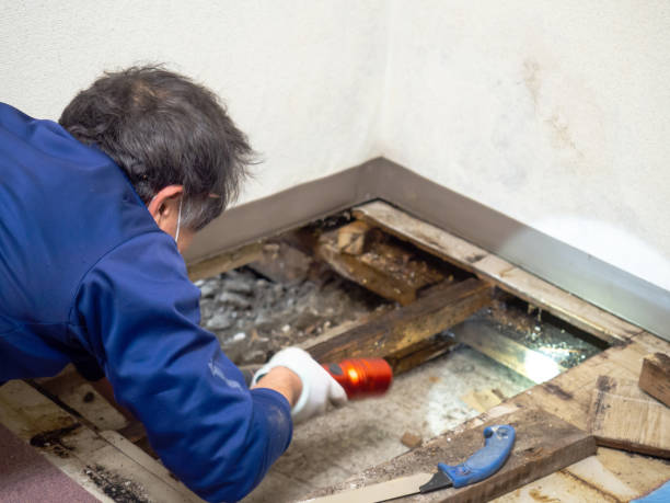 Best Industrial Mold Remediation in Wells, MN