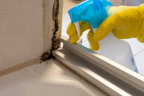 Best Basement Mold Remediation in Wells, MN