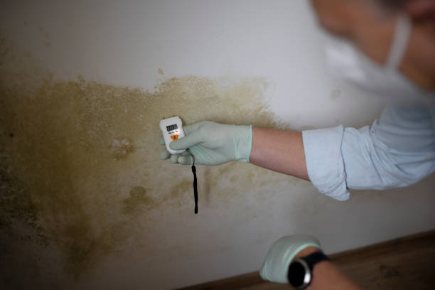 Best Emergency Mold Remediation in Wells, MN