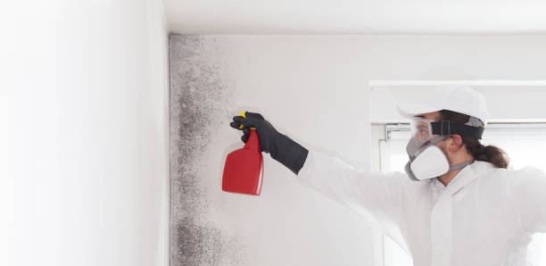 Best White Mold Remediation in Wells, MN