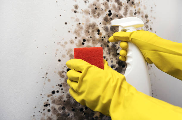 Best Commercial Mold Remediation in Wells, MN