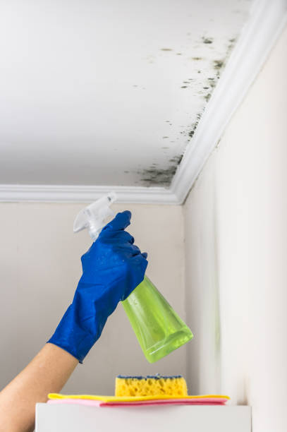 Best Bathroom Mold Remediation in Wells, MN